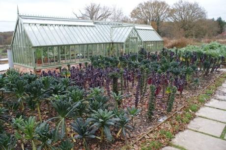 Cavolo Nero is such a wonderful veg