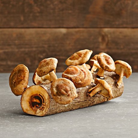williams sonoma mushroom log