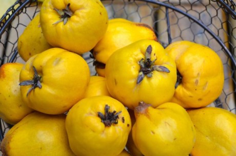 quince-real-natural-remedy-600x397